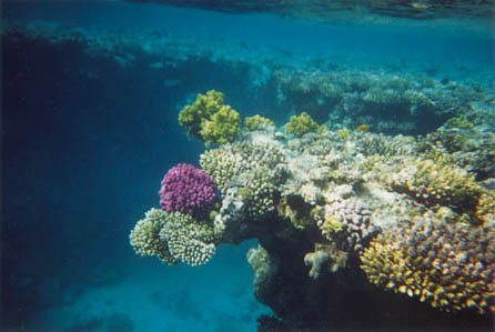 corail