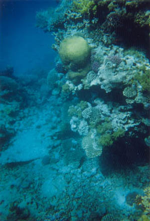 mer