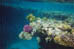 corail