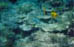 deux_citrons